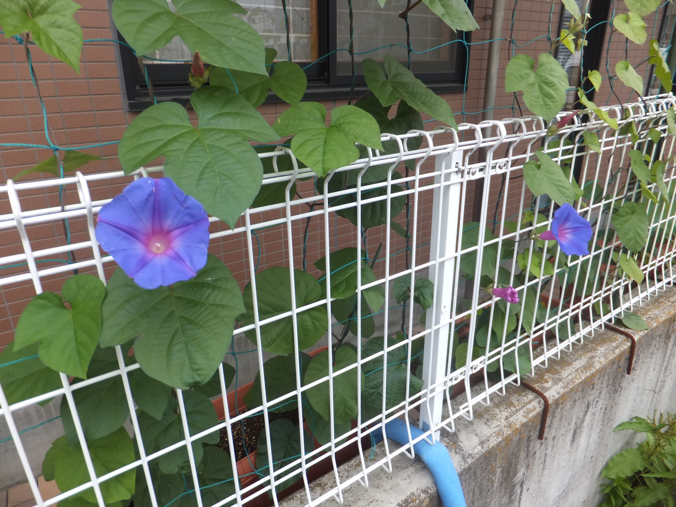 H25.7.1 グリーンカーテン